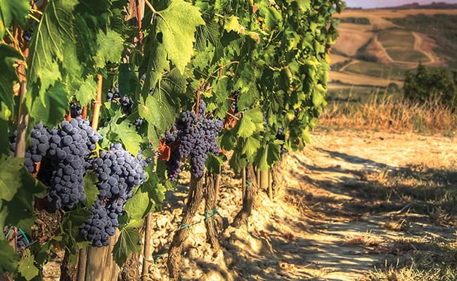 Grand Wine Tour in Toscana a Montalcino, Montepulciano, Chianti e Cortona