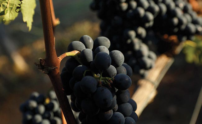 Wine Tour in Montalcino | A visit to the wineries producing Brunello di Montalcino wines under the guide of expert sommeliers